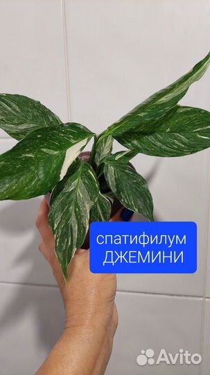 Спатифиллум Джемини