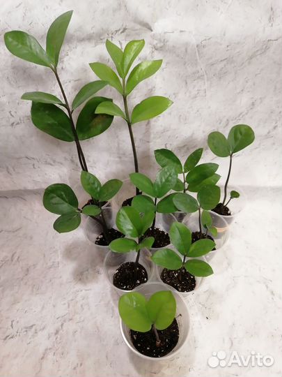 Замиокулькас