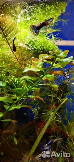 Прополка для аквариума