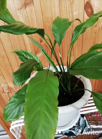 Спатифилум белый (женское счастье)