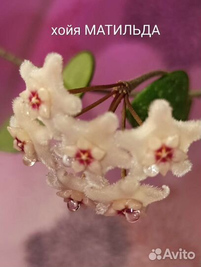 Хойя Матильда, Карноза, Белла, Кримсон Квин