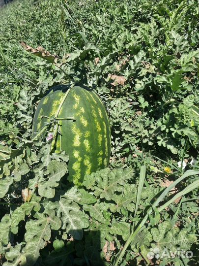 Арбуз Каристан