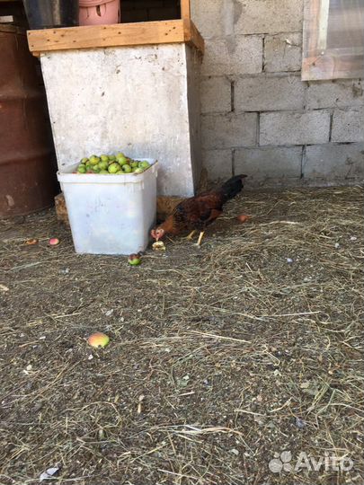 Петушки карликовые