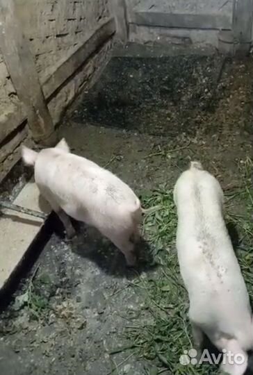 Поросята