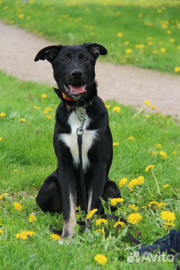 Щенок девочка Звездочка в добрые руки бесплатно