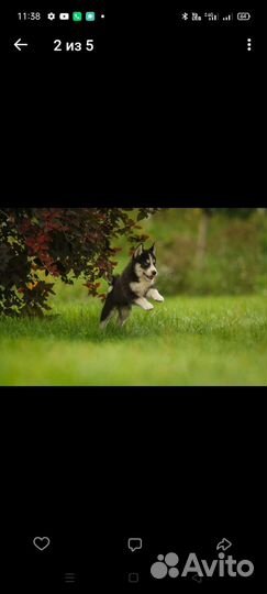 Метис хаски и лайки. В хорошие руки