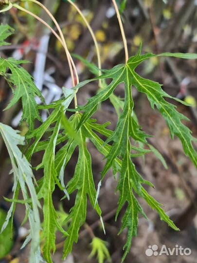 Клен серебристый Лациниатум Виери