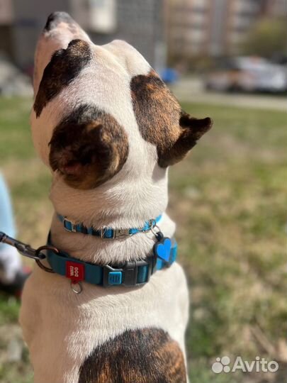 Американский булли стандарт кобель для вязки