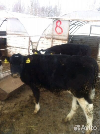 Бычки телята мясные абердин помесь