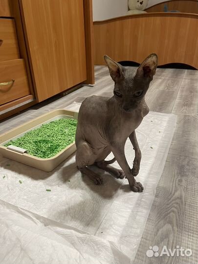 Отдам кошек в добрые руки