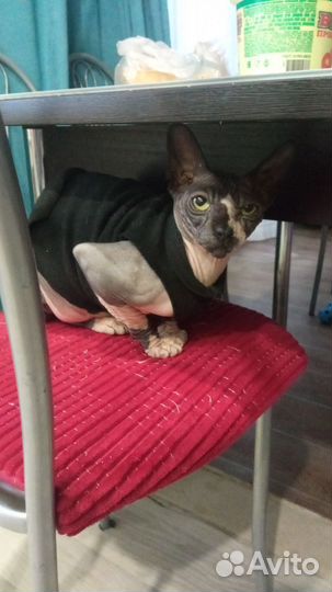 Канадский сфинкс