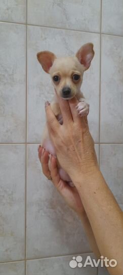 Той-терьер девочка