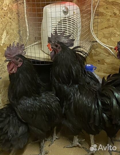 Черные петухи Ухейилюй