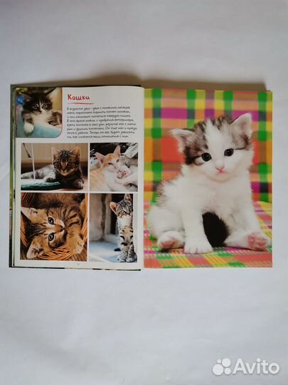 Моя большая книга о детенышах животных 1000 фото