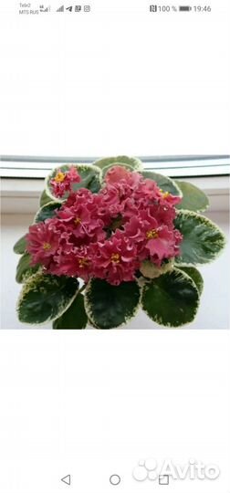 Фиалки сортовые