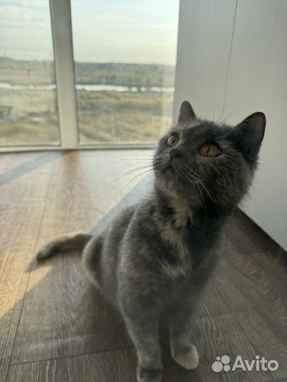 Отдам в добрые руки кошку