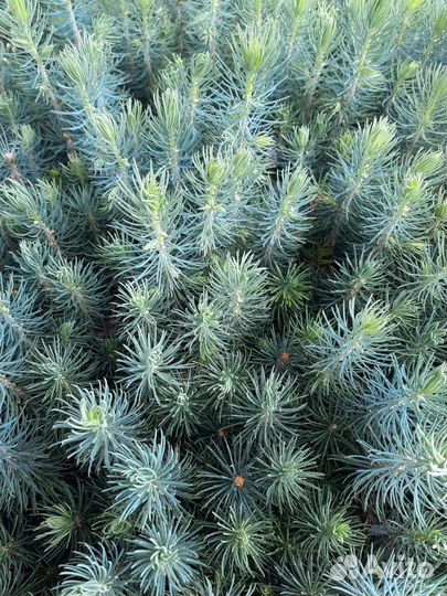 Сеенцы Ель голубая глаука