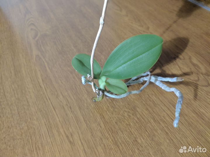 Орхидея фаленопсис детка от материнского растения