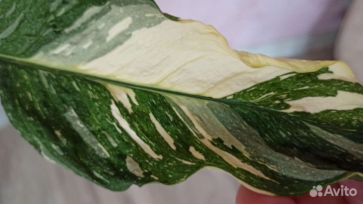 Спатифиллум джемини