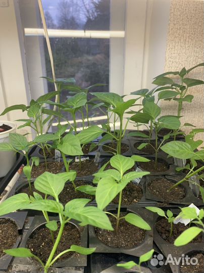 Рассада перца сладкого