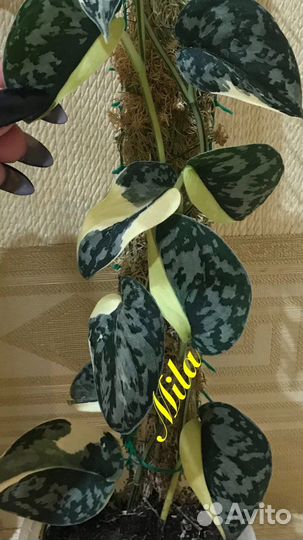 Сциндапсус Mayari