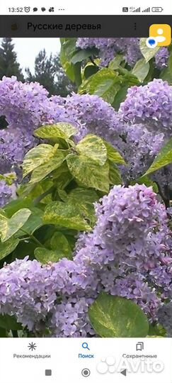 Сирень обыкновенная Аукубафолия 3л 40-60см