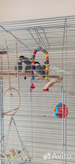 Продам Рисовых Амадинов