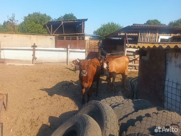 Коровы и телки