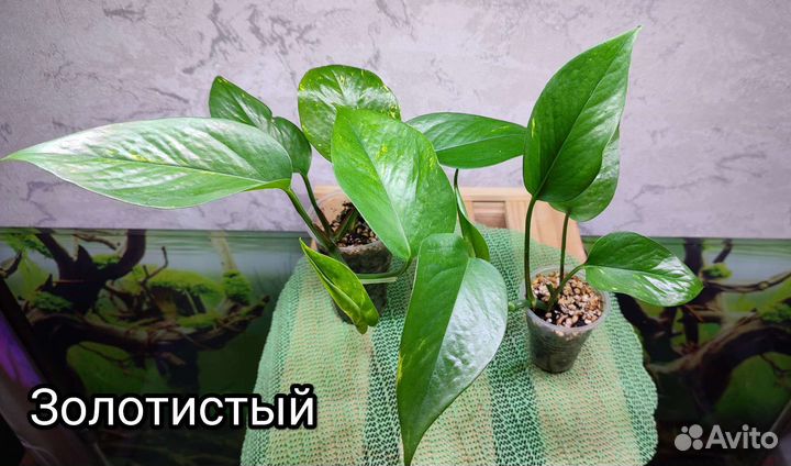 Эпипремнум золотистый