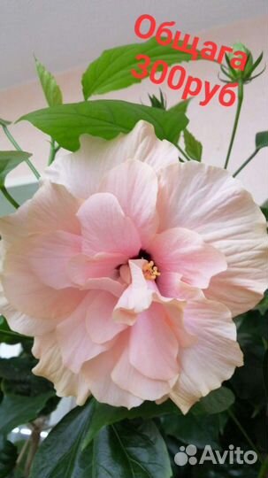 Сортовые гибискусы