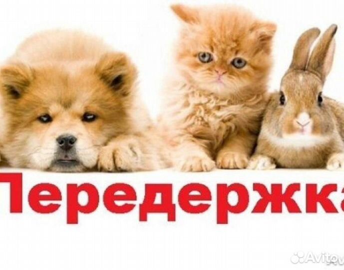 Передержка животных