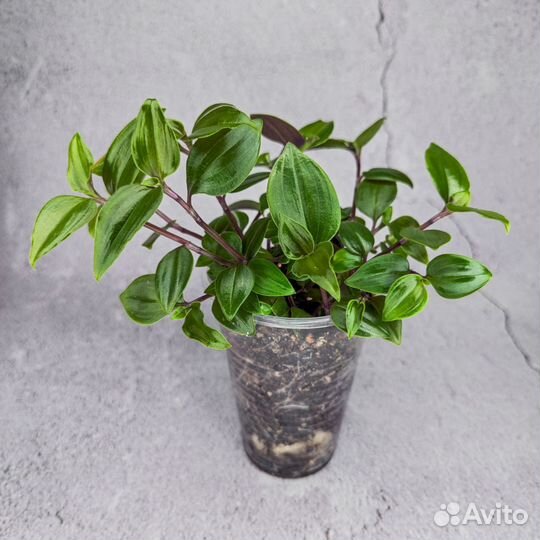 Комнатные растения вьющиеся (ампельные)