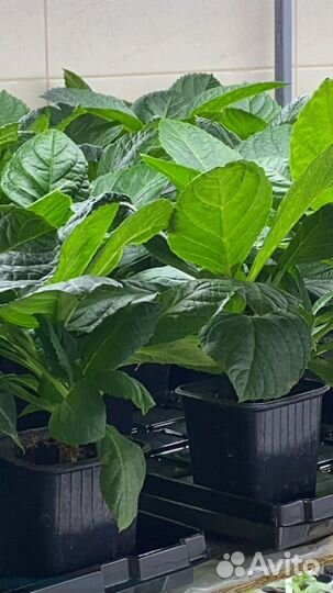 Бесконечное лето гортензия