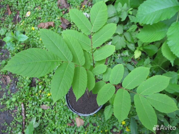 Орех маньчжурский