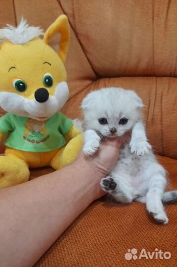 Вислоухое пушистое счастье