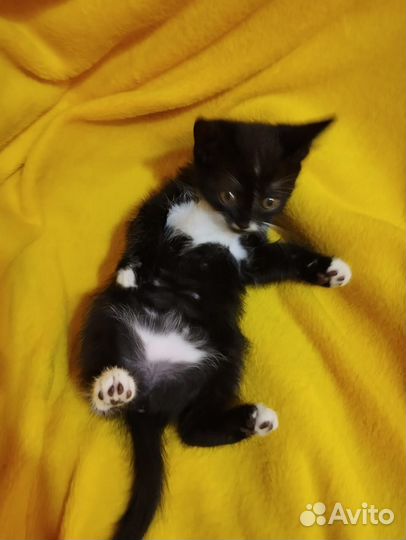 Ириска в дар