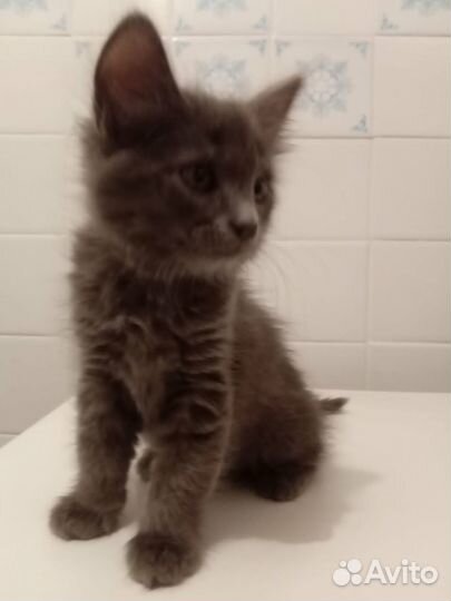 Девочка в добрые руки