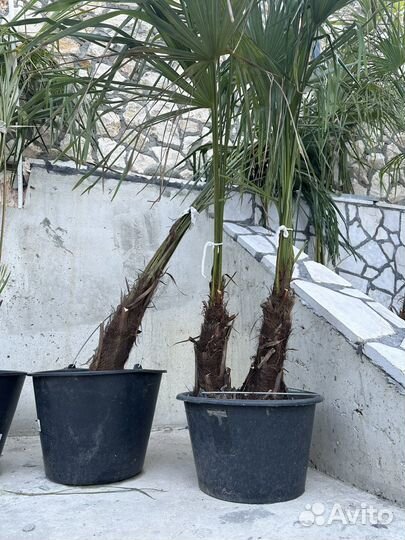 Пальма трахикарпус