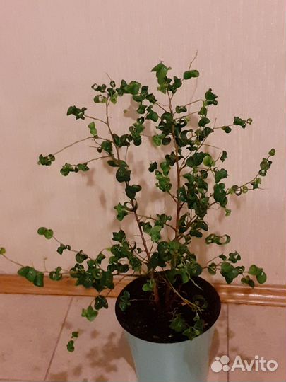 Фикус Барок