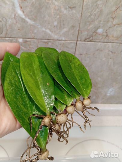 Замиокулькас Грин он Грин