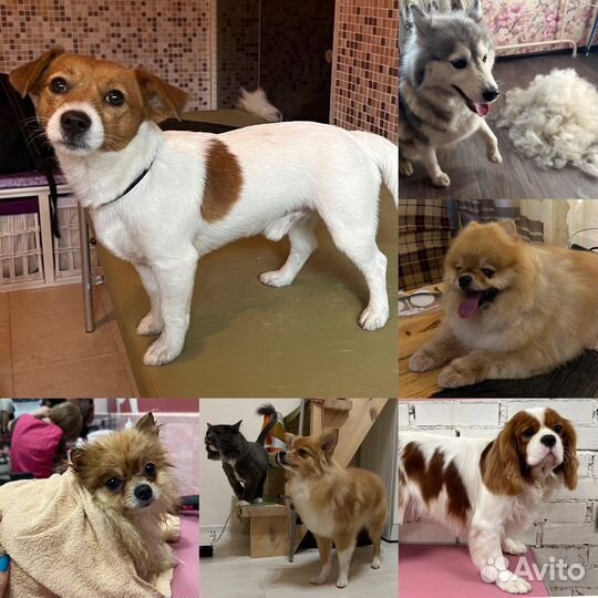 Стрижка и тримминг собак и кошек с выездом/груминг