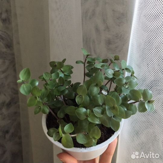 Каллизия, Традесканция