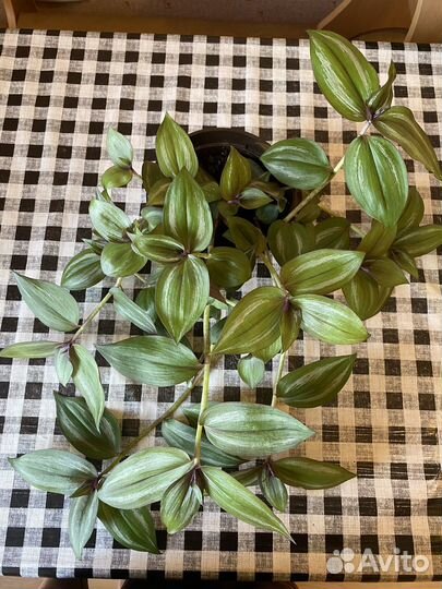 Традесканция