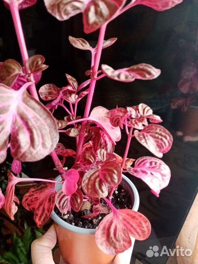 Эсхинантус. Кордилина. Ирезине. Сциндапсус