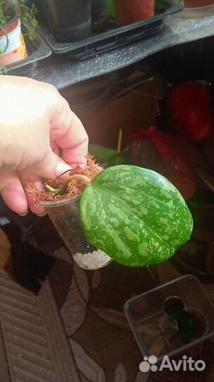 Хойя микрофила Сноу квин