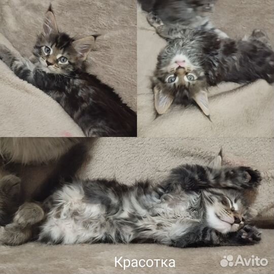 Котята мейн-кун