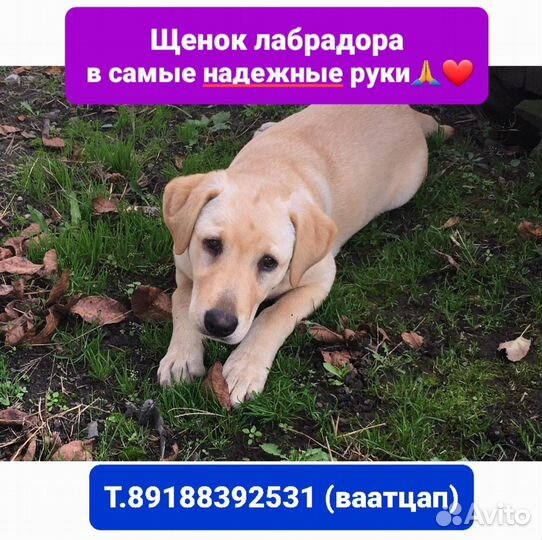 Отдам лабрадора