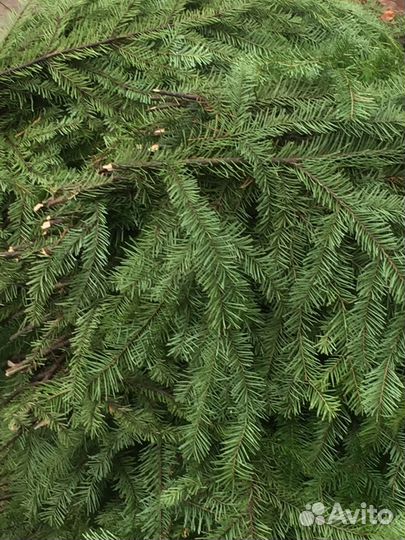 Березовые веники.принимаем заказы