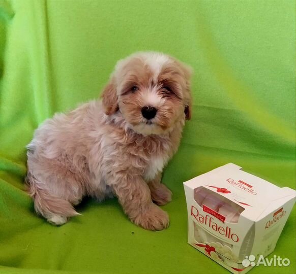 Мальтипу нарядная девочка