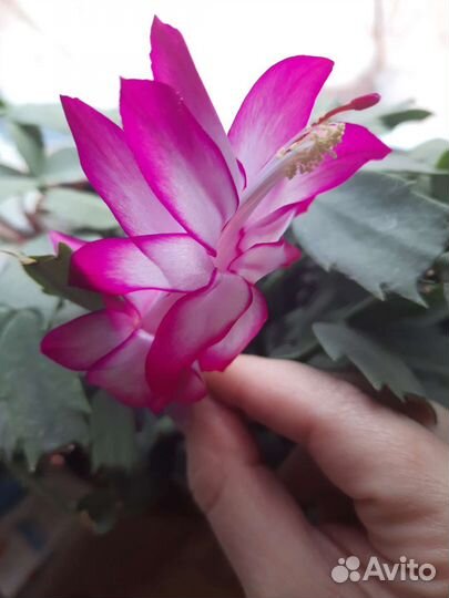 Декабрист, шлюмбергера